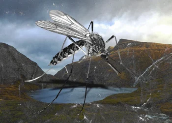 Mosquitoes found in Iceland for first time after record heat