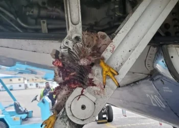 Passengers stranded as United Nigeria Airlines grounds Aircraft after bird strike in Abuja