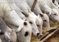 Taraba opens bids for execution of livestock productivity projects