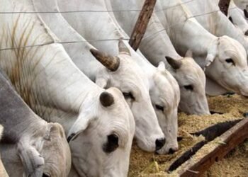 Taraba opens bids for execution of livestock productivity projects