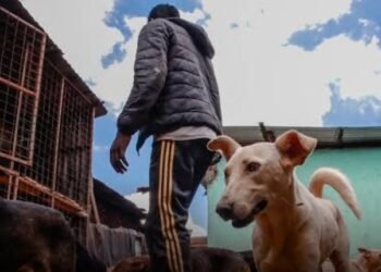 ‎Akwa Ibom legislator explains dog meat debate not targeted at a ban