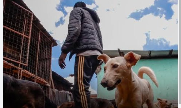 Akwa Ibom legislator explains dog meat debate not targeted at a ban