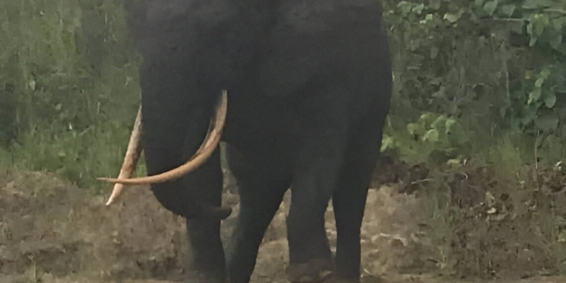 Elephant roams near homes in Boki, Cross River State, sparks public concern