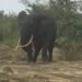 Elephant roams near homes in Boki, Cross River State, sparks public concern