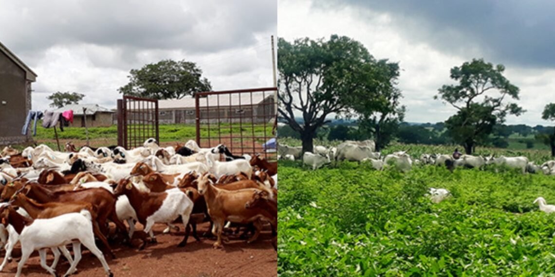 Taraba commissions World Bank backed livestock facilities, distributes assets to farmers