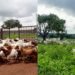 Taraba commissions World Bank backed livestock facilities, distributes assets to farmers