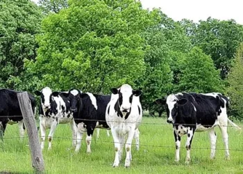 Tension in Ebonyi–Benue border community as gunmen attack Fulani Herders, kill 30 Cows