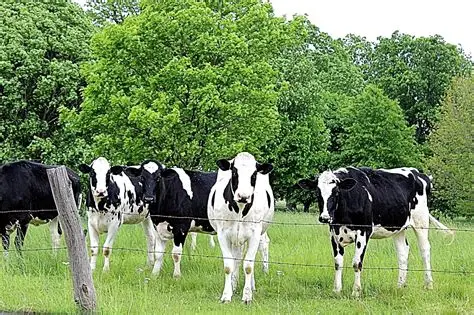 Tension in Ebonyi–Benue border community as gunmen attack Fulani Herders, kill 30 Cows
