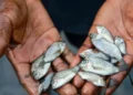 Despite hYPREP clean-up, Ogoni fisher folk say fish, periwinkles still reek of crude oil
