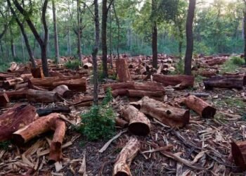 Dispute in Akamkpa as logging activities sparks tension in Cross River community