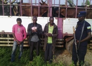 Police arrest 4 cattle rustlers, recover over 330 livestock in Gombe