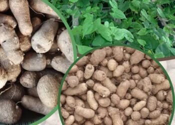 IITA urges Federal Government to fast-track seed Yam reforms to boost Nigeria’s export market