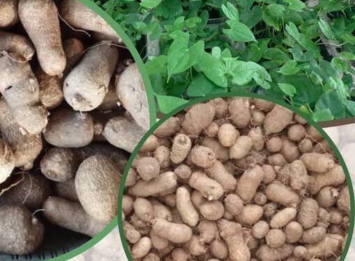 IITA urges Federal Government to fast-track seed Yam reforms to boost Nigeria’s export market