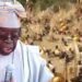ADC flays Tinubu for attending Argungu Fishing Festival as terrorists run riot