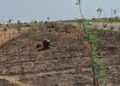 Sokoto Governor orders arrest after vandals burn Shelter Belt Trees in Wurno, threatening anti-desertification efforts