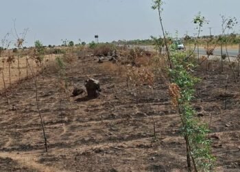 Sokoto Governor orders arrest after vandals burn Shelter Belt Trees in Wurno, threatening anti-desertification efforts
