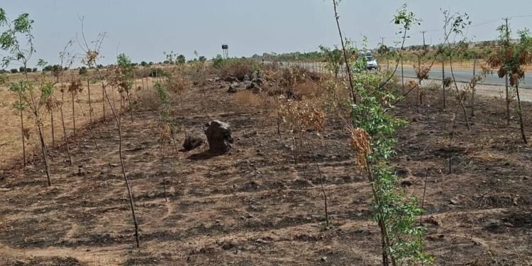 Sokoto Governor orders arrest after vandals burn Shelter Belt Trees in Wurno, threatening anti-desertification efforts