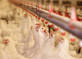 Akwa Ibom to host International Expo on Poultry, Livestock
