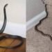 Why snakes enter residential areas: What residents need to know to stay safe