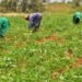 Shift to organic farming boosts local agriculture in Taraba