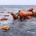Many Nigerians feared dead as boat capsizes off coast of Libya