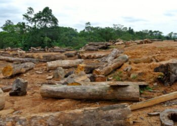 Monarch bans indiscriminate felling of trees, Iogging in Delta community