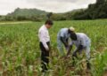 From 200kg to 700kg: Chinese Expert Transforms Rice Farming in Nigeria