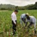From 200kg to 700kg: Chinese Expert Transforms Rice Farming in Nigeria