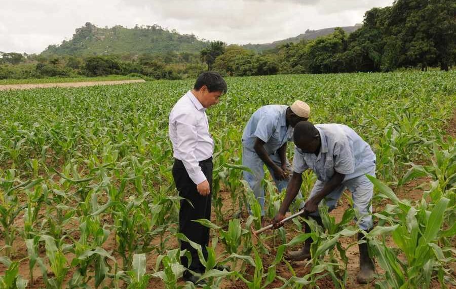 From 200kg to 700kg: Chinese Expert Transforms Rice Farming in Nigeria