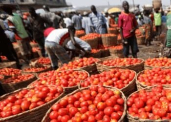 Tomato prices in Nigeria set to rise after Ramadan as harvest glut ends, fuel costs increase
