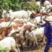 ₦181.9 Million payout strengthens herders’ resilience as climate insurance expands in Northern Nigeria