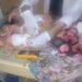 Kano woman dies hours after delivering quintuplets