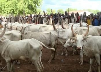 Bauchi State Government shuts down 25 Cattle Markets over rising insecurity