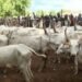 Bauchi State Government shuts down 25 Cattle Markets over rising insecurity