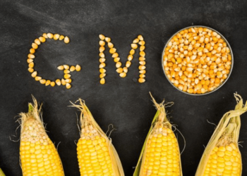 NABDA boss declares GMOs safe, designed to improve livelihoods