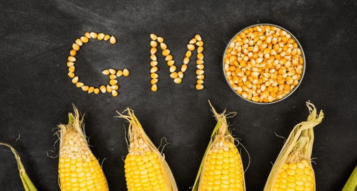 NABDA boss declares GMOs safe, designed to improve livelihoods