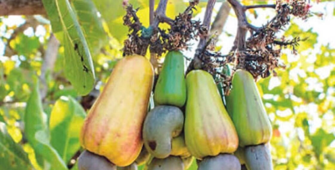 Cashew farmers oppose export ban, demand financial support