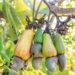 Cashew farmers oppose export ban, demand financial support