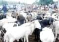 Bleak Sallah awaits Nigerians over skyrocketing prices of ram, foodstuffs, cooking gas
