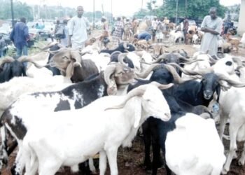 Bleak Sallah awaits Nigerians over skyrocketing prices of ram, foodstuffs, cooking gas