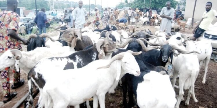 Bleak Sallah awaits Nigerians over skyrocketing prices of ram, foodstuffs, cooking gas