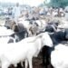 Bleak Sallah awaits Nigerians over skyrocketing prices of ram, foodstuffs, cooking gas