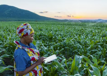 Kenya’s first private-sector Agri securitisation raises KES 276 Million to expand smallholder farmer financing