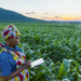 Kenya’s first private-sector Agri securitisation raises KES 276 Million to expand smallholder farmer financing