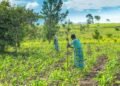 Iran conflict threatens global food security as fertiliser shortage deepens