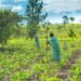 Iran conflict threatens global food security as fertiliser shortage deepens