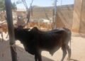 Kano donates rice, cows to inmates for Sallah celebrations