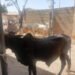 Kano donates rice, cows to inmates for Sallah celebrations