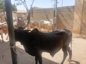 Kano donates rice, cows to inmates for Sallah celebrations