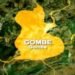 Police debunk viral video claiming youths mobilising to fight insurgents in Gombe
